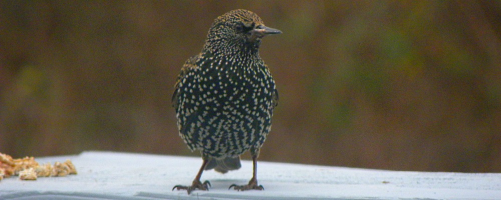 Straight Billed Song BirdsStarling
