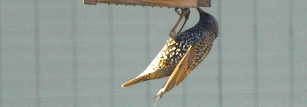 Straight Billed Song BirdsStarling