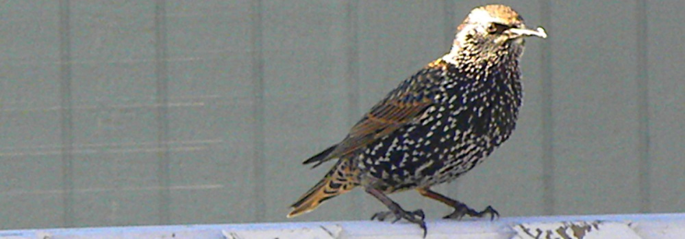 StarlingSo Wants the Suet
