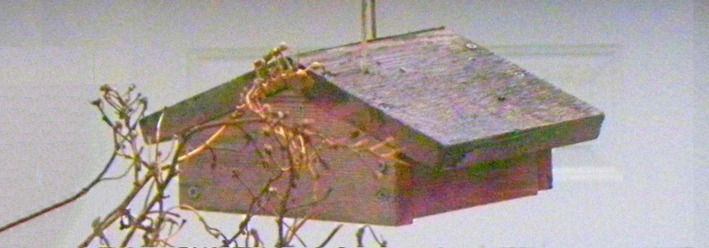 Straight Billed Song BirdsStarling