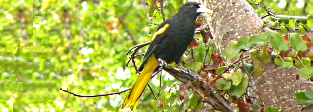 Straight Billed Song BirdsMexican Cacique