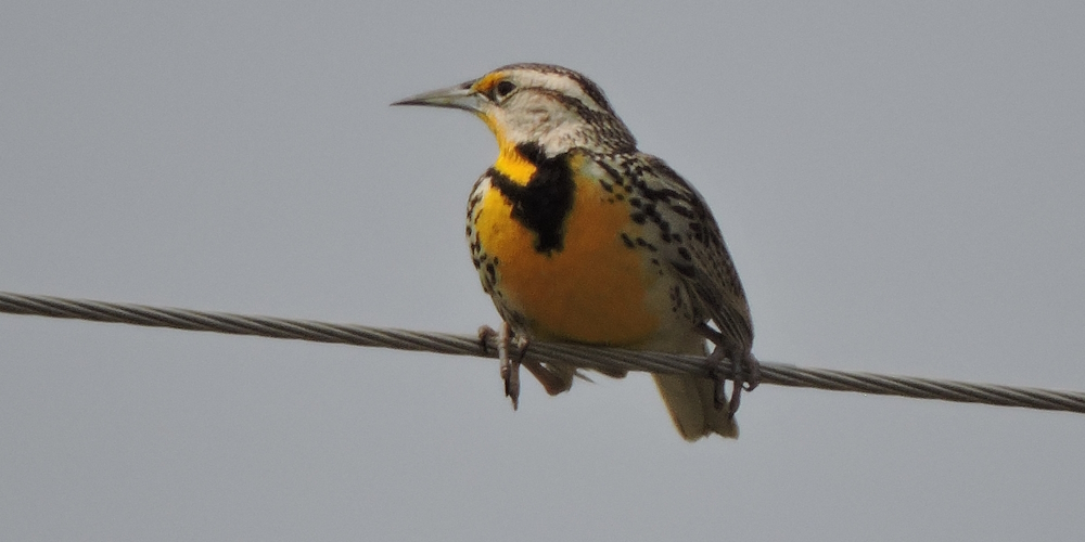 Straight Billed Song BirdsWestern Meadowlark