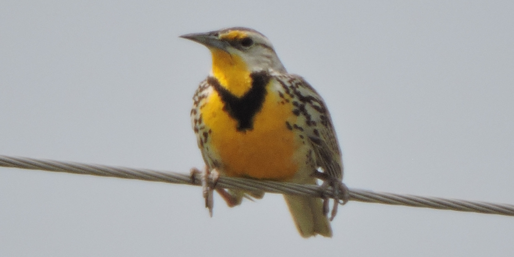 Straight Billed Song BirdsWestern Meadowlark