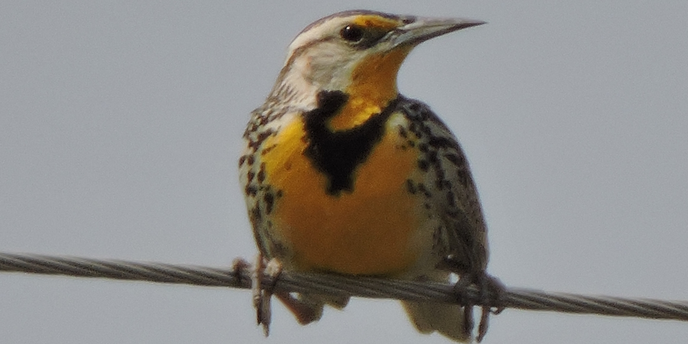 Straight Billed Song BirdsWestern Meadowlark