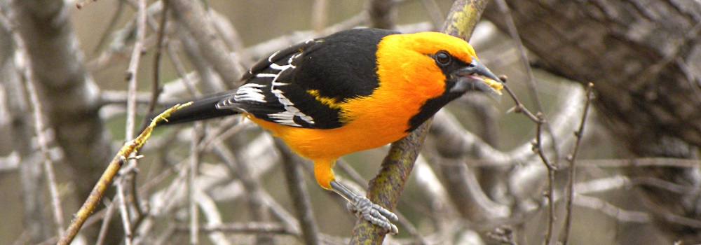 Straight Billed Song BirdsAltamira Oriole