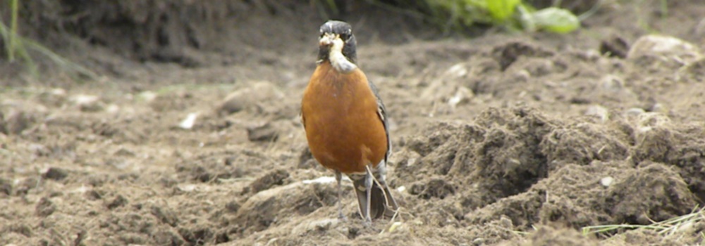 Straight Billed Song BirdsRobin