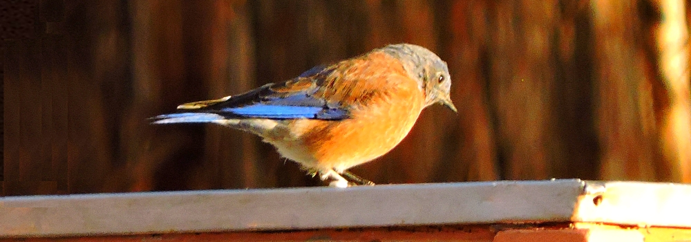 Straight Billed Song BirdsWestern Bluebird