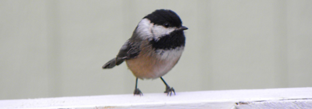 Straight Billed Song BirdsBlack-capped Chickadee