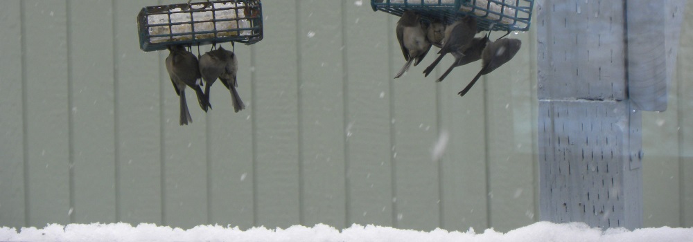 Straight Billed Song BirdsAmerican Bushtit