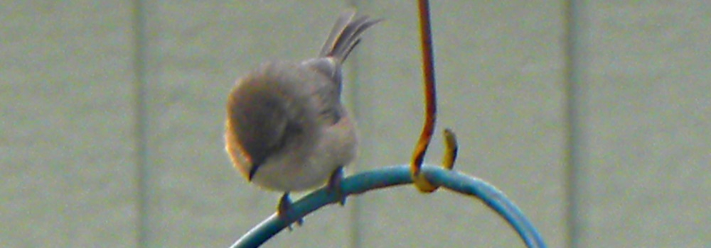 Straight Billed Song BirdsAmerican Bushtit
