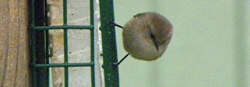Straight Billed Song BirdsAmerican Bushtit