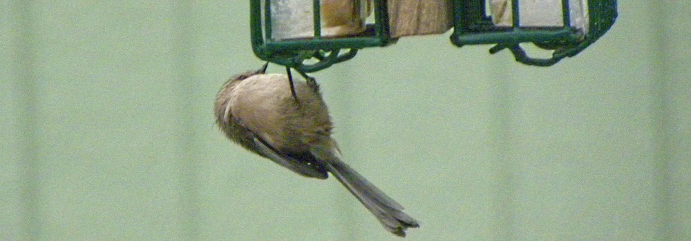 Straight Billed Song BirdsAmerican Bushtit