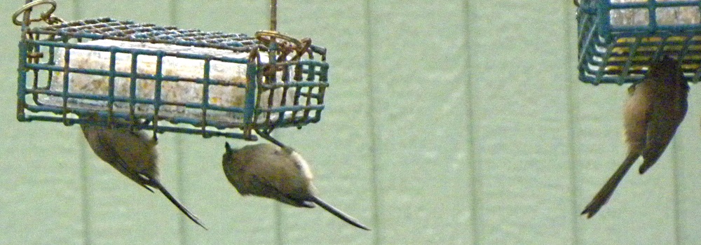 Straight Billed Song BirdsAmerican Bushtit