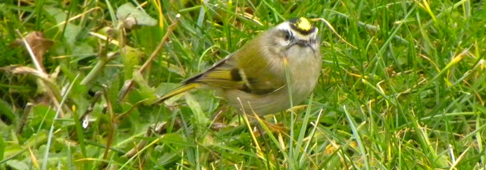 Straight Billed Song BirdsGolden-crowned Kinglet