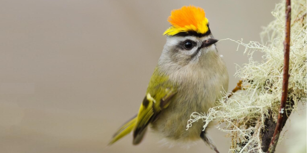 Straight Billed Song BirdsGolden-crowned Kinglet