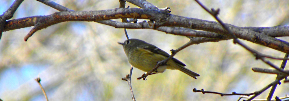 Straight Billed Song BirdsRuby-crowned Kinglet