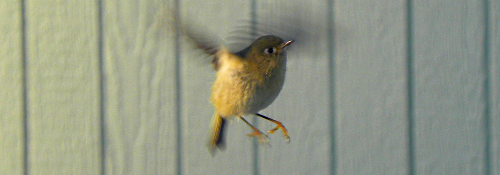 Straight Billed Song BirdsRuby-crowned Kinglet