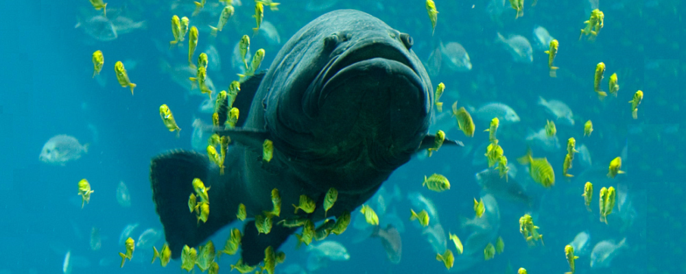 The Fish