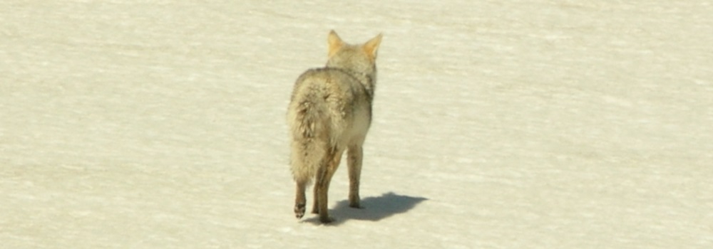 The CarnivoreThe Canis