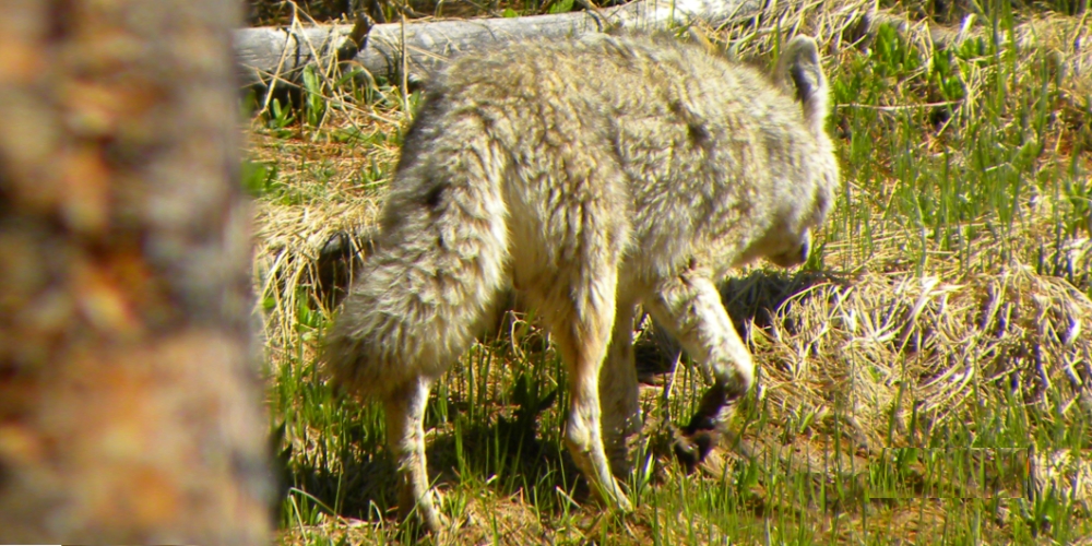 The CarnivoreThe Canis