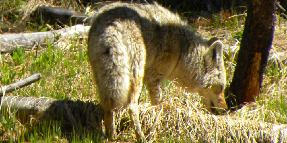 The CarnivoreThe Canis