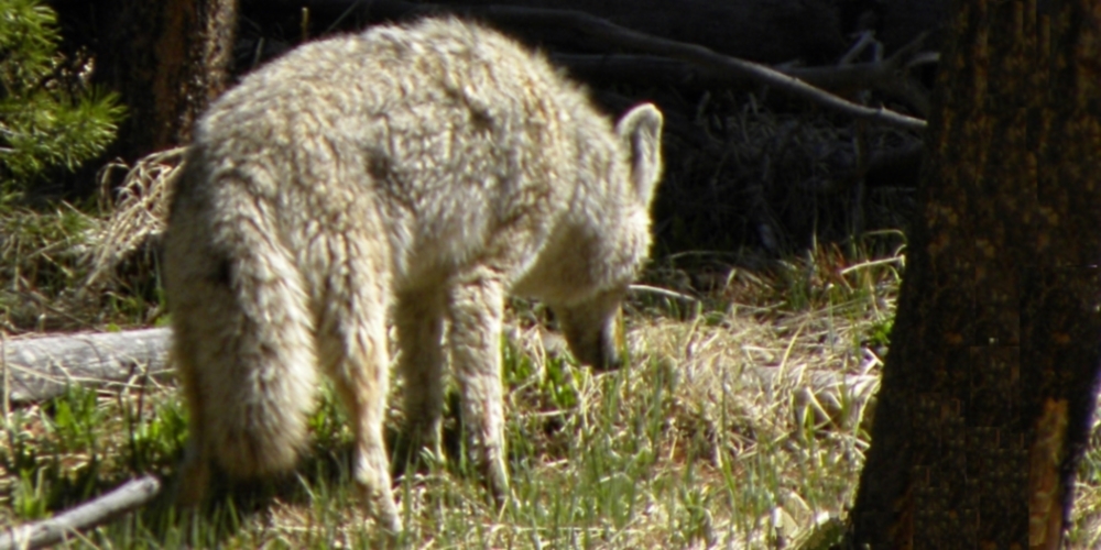The CarnivoreThe Canis