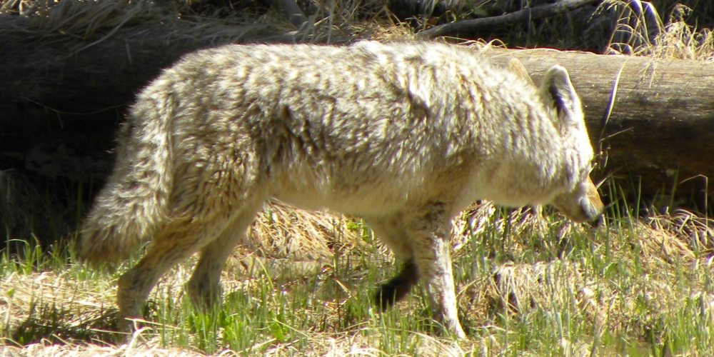 The CarnivoreThe Canis