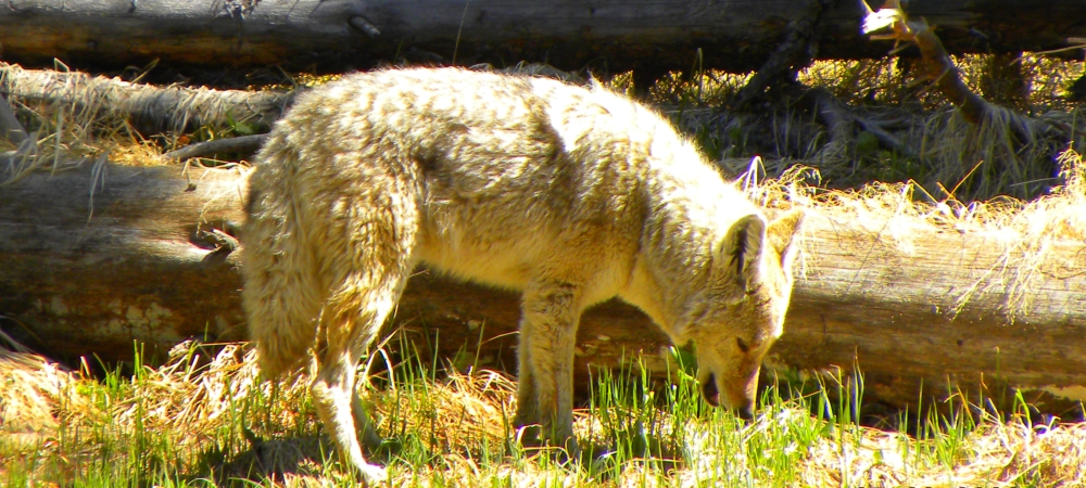 The CarnivoreThe Canis