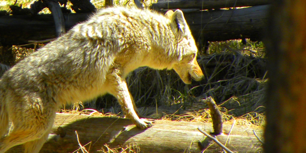 The CarnivoreThe Canis