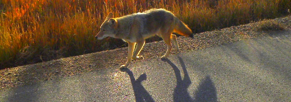 The CarnivoreThe Canis