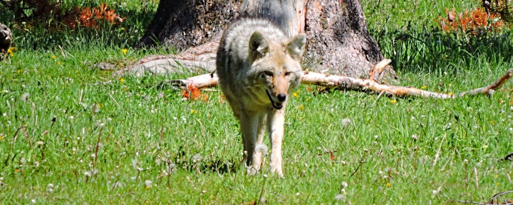The CarnivoreThe Canis
