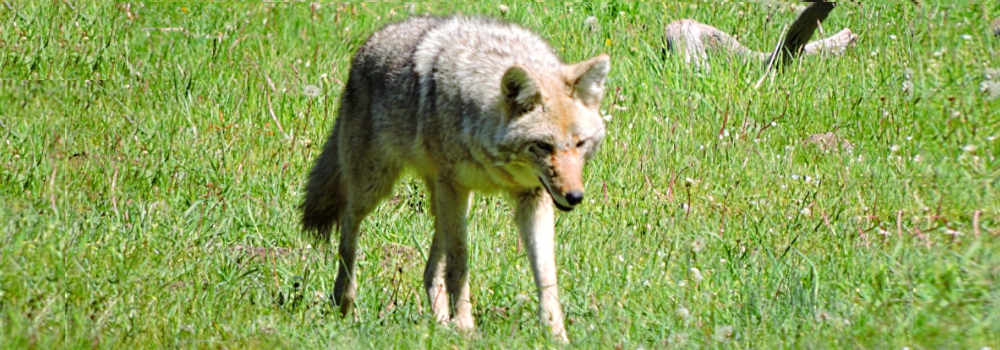 The CarnivoreThe Canis