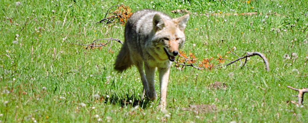 The CarnivoreThe Canis