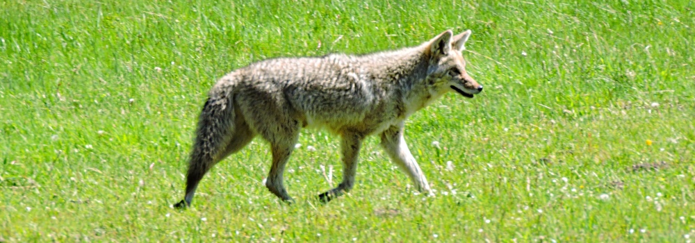 The CarnivoreThe Canis