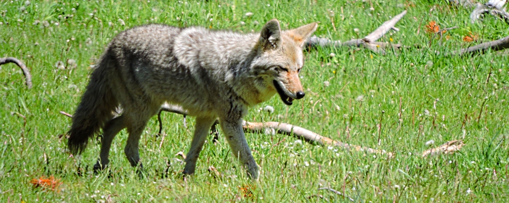 The CarnivoreThe Canis
