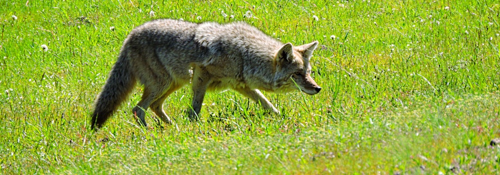The CarnivoreThe Canis