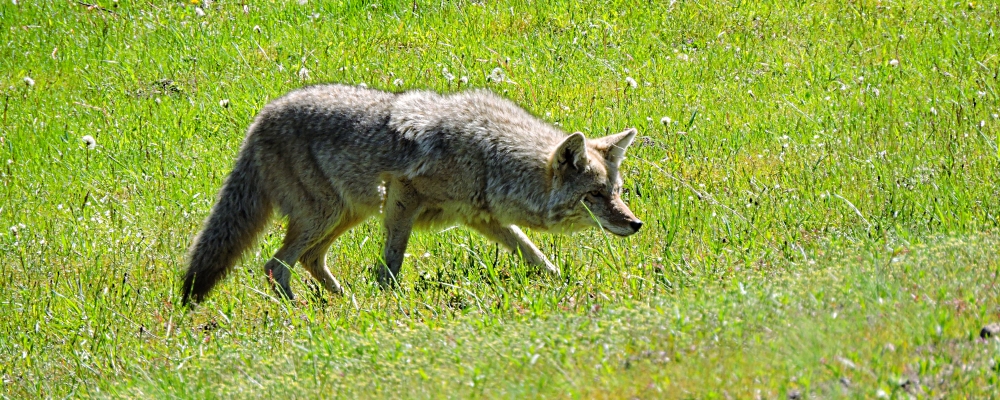 The CarnivoreThe Canis