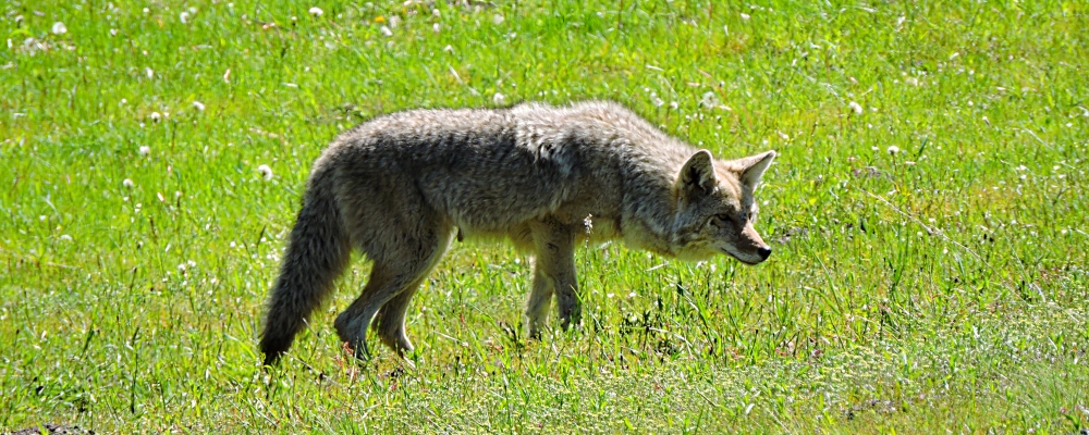 The CarnivoreThe Canis
