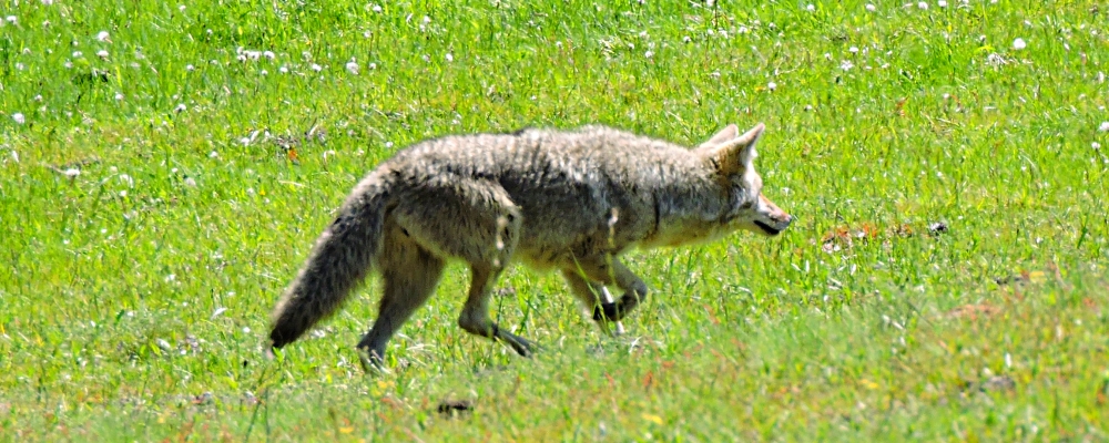 The CarnivoreThe Canis