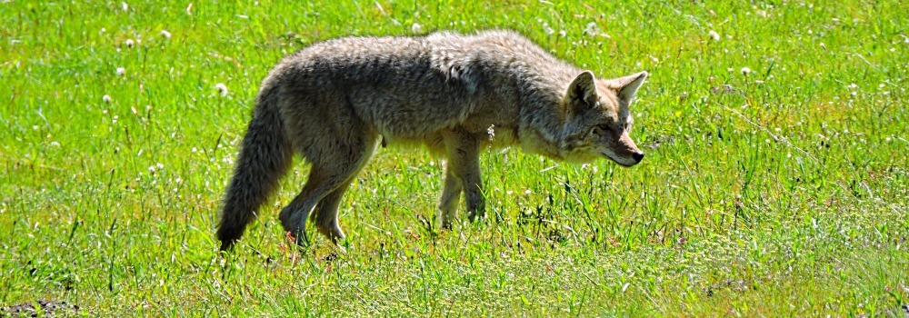 The CarnivoreThe Canis