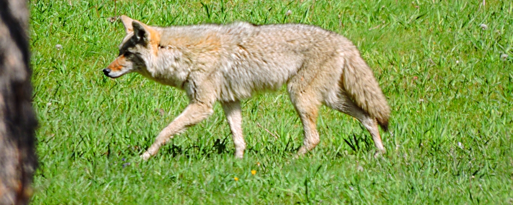 The CarnivoreThe Canis