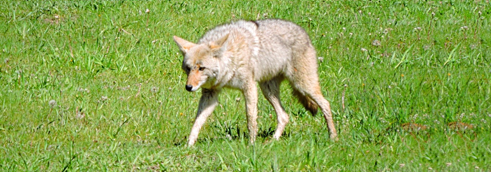 The CarnivoreThe Canis
