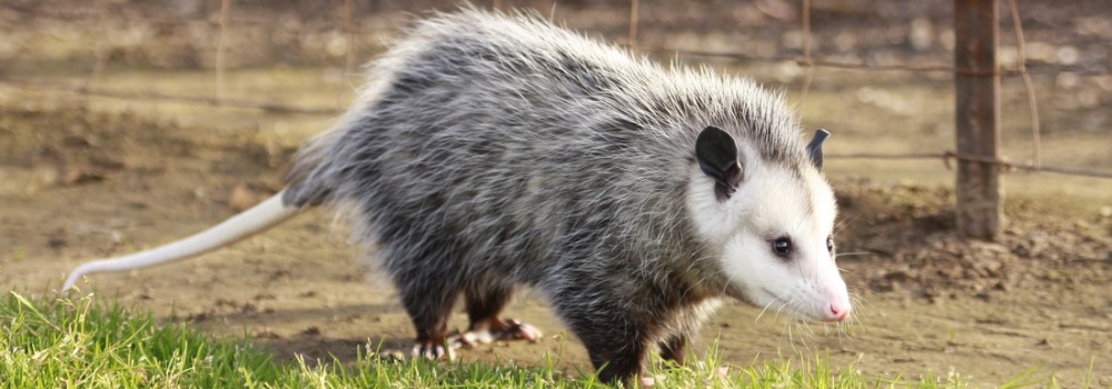 The MammalsThe Marsupial