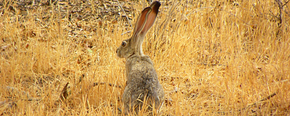 The MammalsThe Black-tailed Jackrabbit