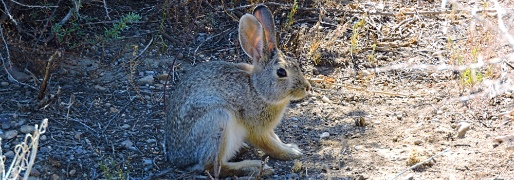 The MammalsThe Pygmy Rabbit