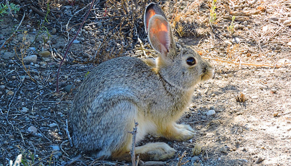 The MammalsThe Pygmy RabbitB