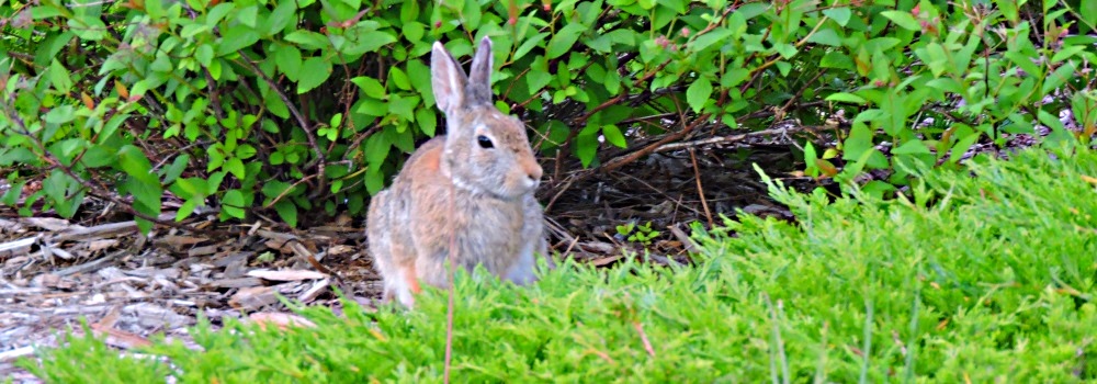 The MammalsThe Rabbits