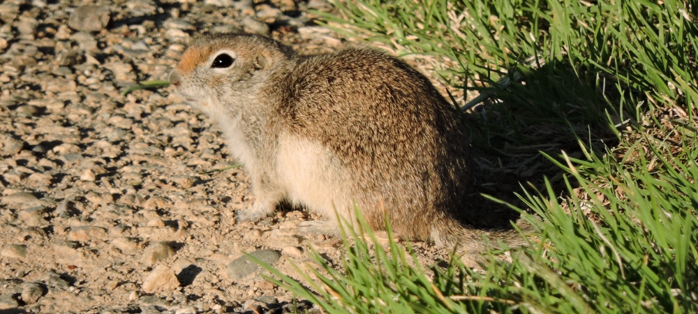 Farewell Bend State ParkCatfish Loop Animals