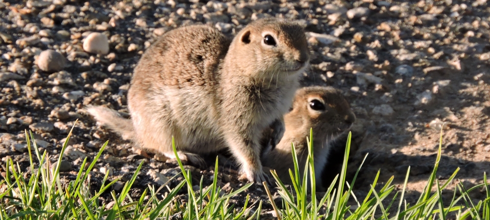 Farewell Bend State ParkCatfish Loop Animals