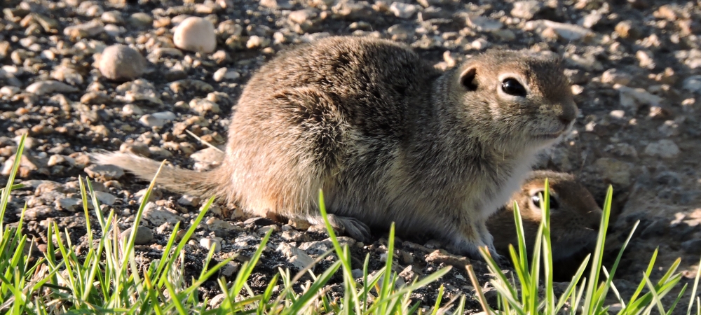 Farewell Bend State ParkCatfish Loop Animals